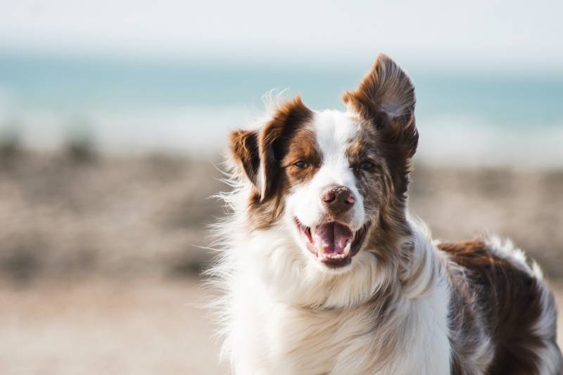 Strandurlaub Callantsoog LekkerNaarZee